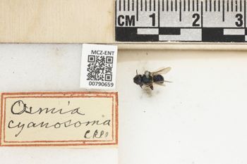Media type: image;   Entomology 790659 Aspect: Labels